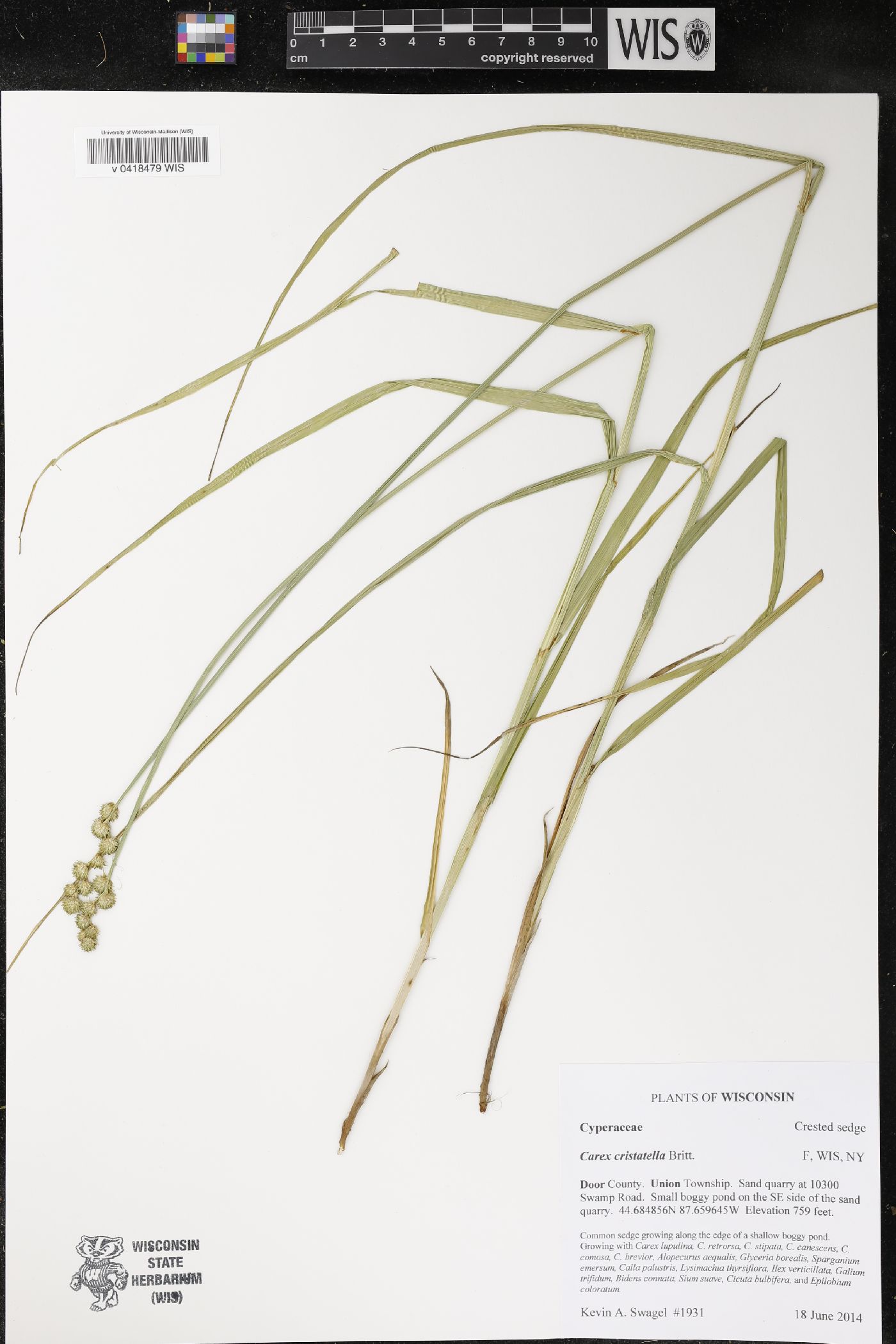 Carex cristatella image