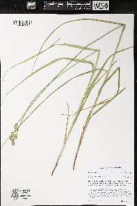 Carex cristatella image