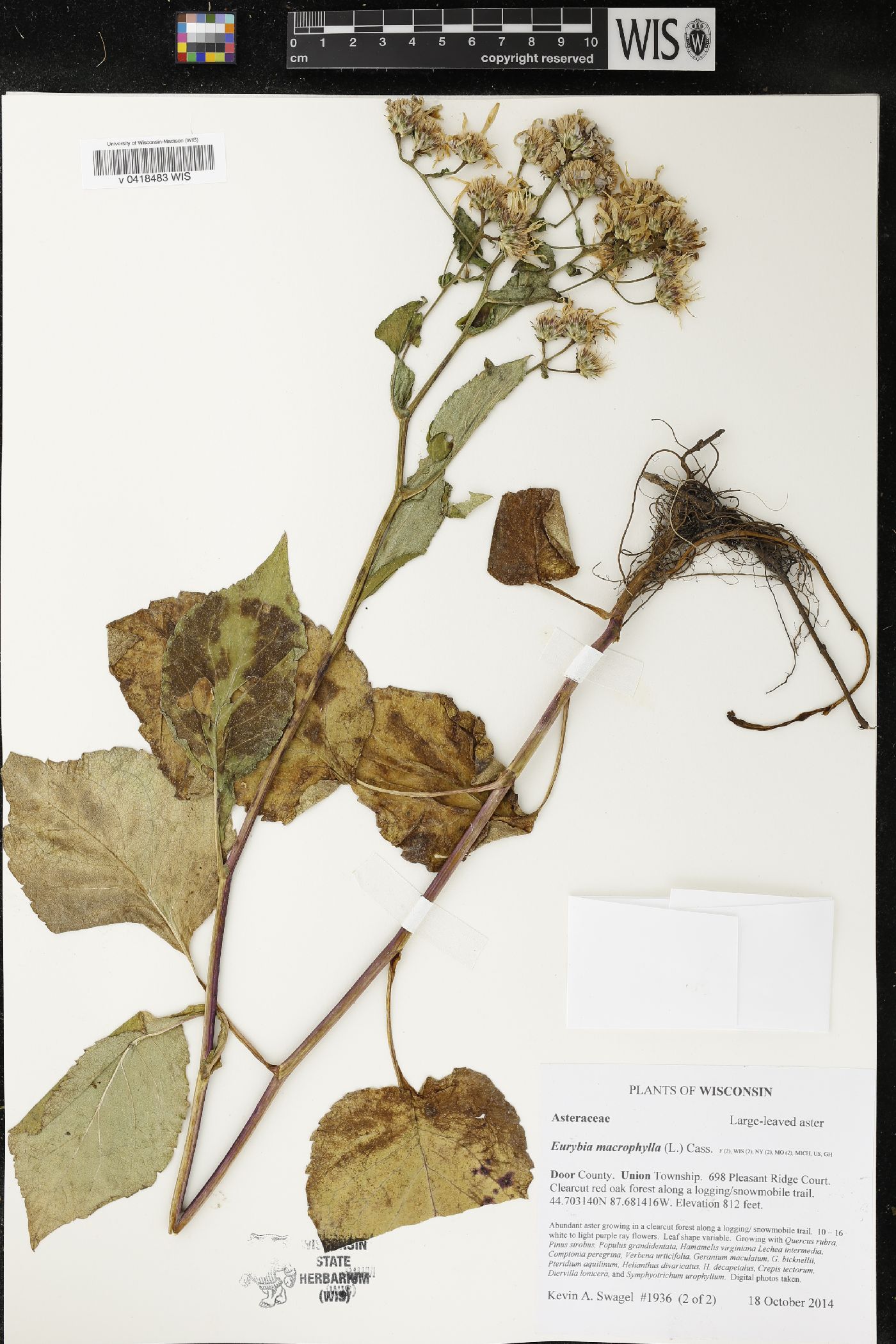 Eurybia macrophylla image