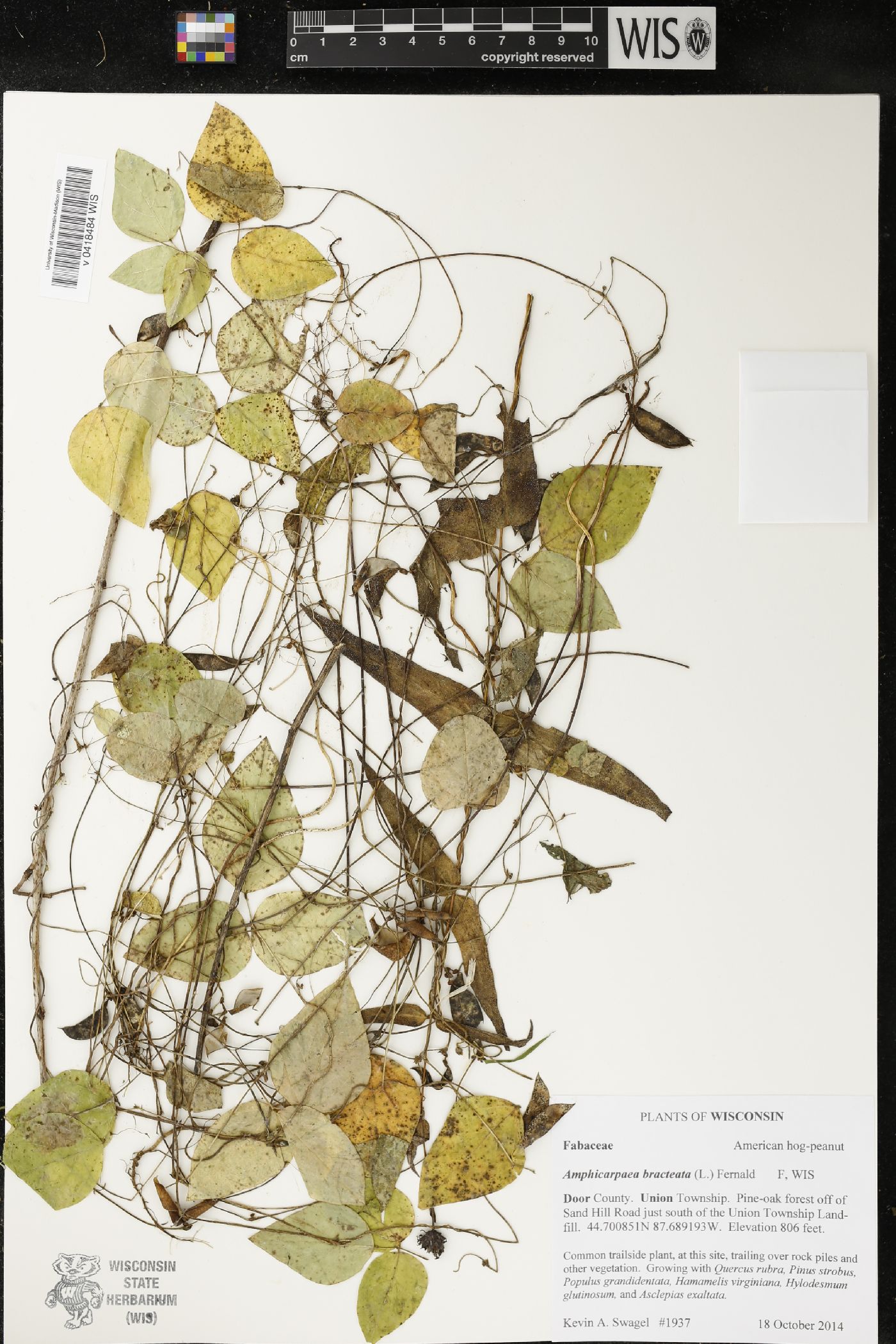 Amphicarpaea bracteata image