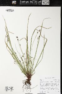 Carex pedunculata image