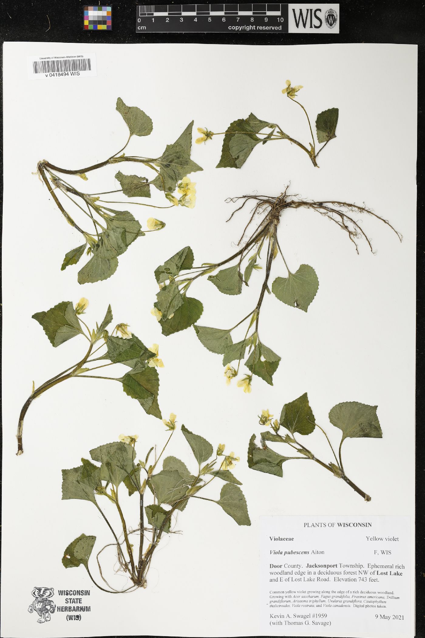Viola pubescens image