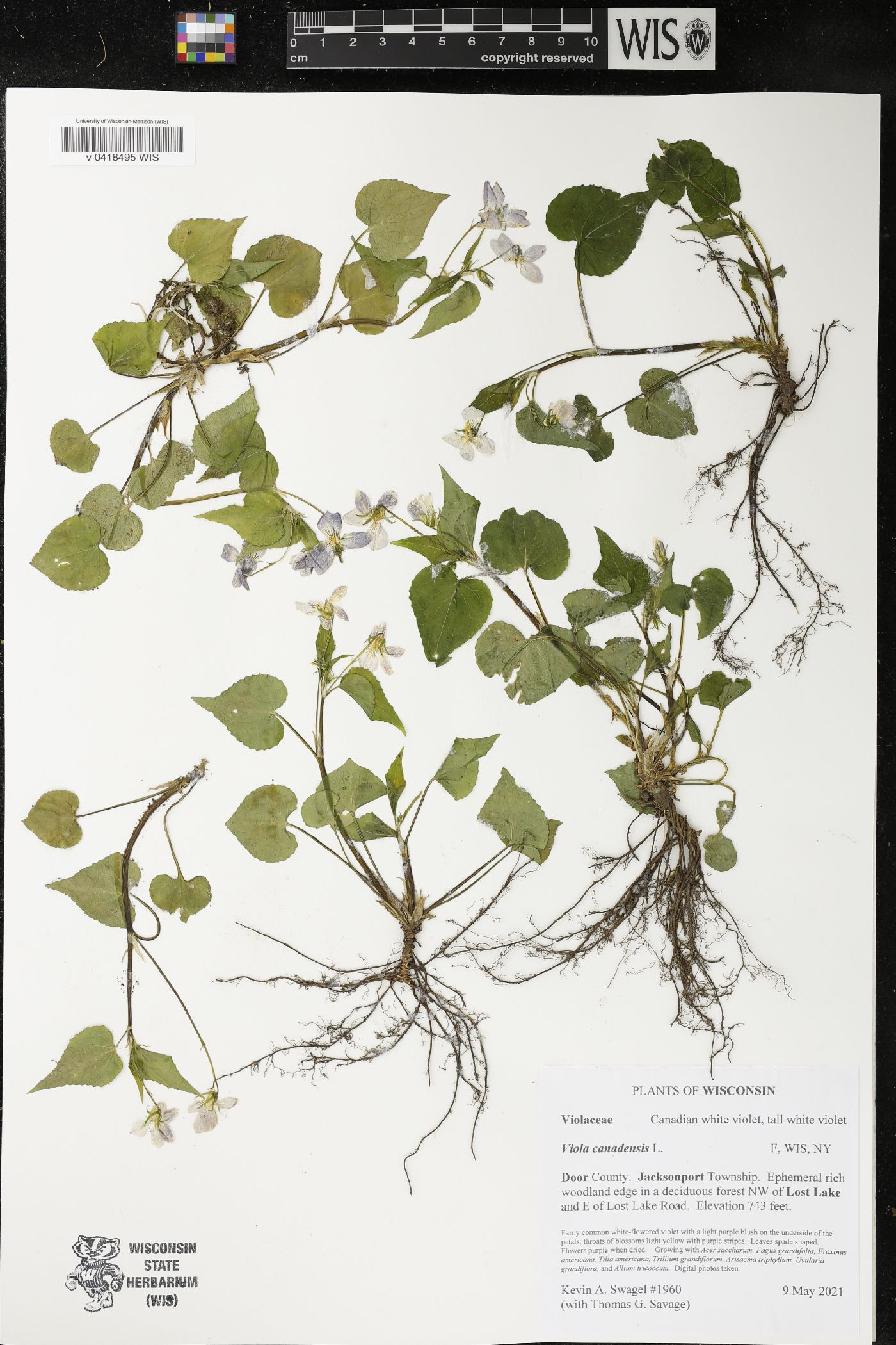 Viola canadensis image