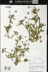 Viola arvensis image