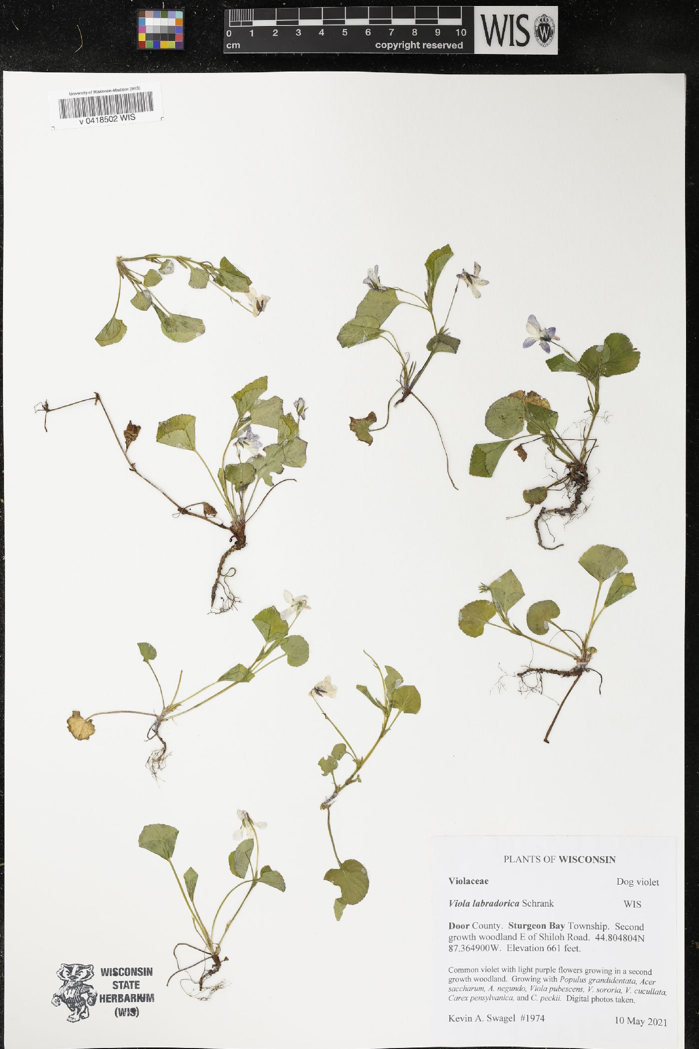 Viola labradorica image
