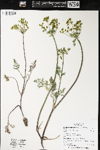 Lomatium utriculatum image