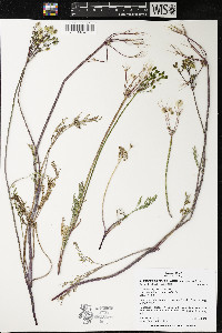 Lomatium nevadense image