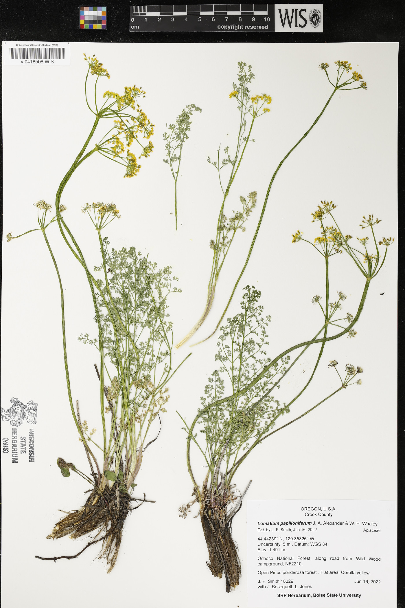 Lomatium papilioniferum image