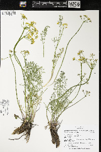 Lomatium papilioniferum image