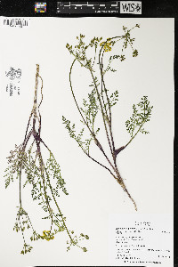 Lomatium vaginatum image