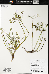 Lomatium hallii image