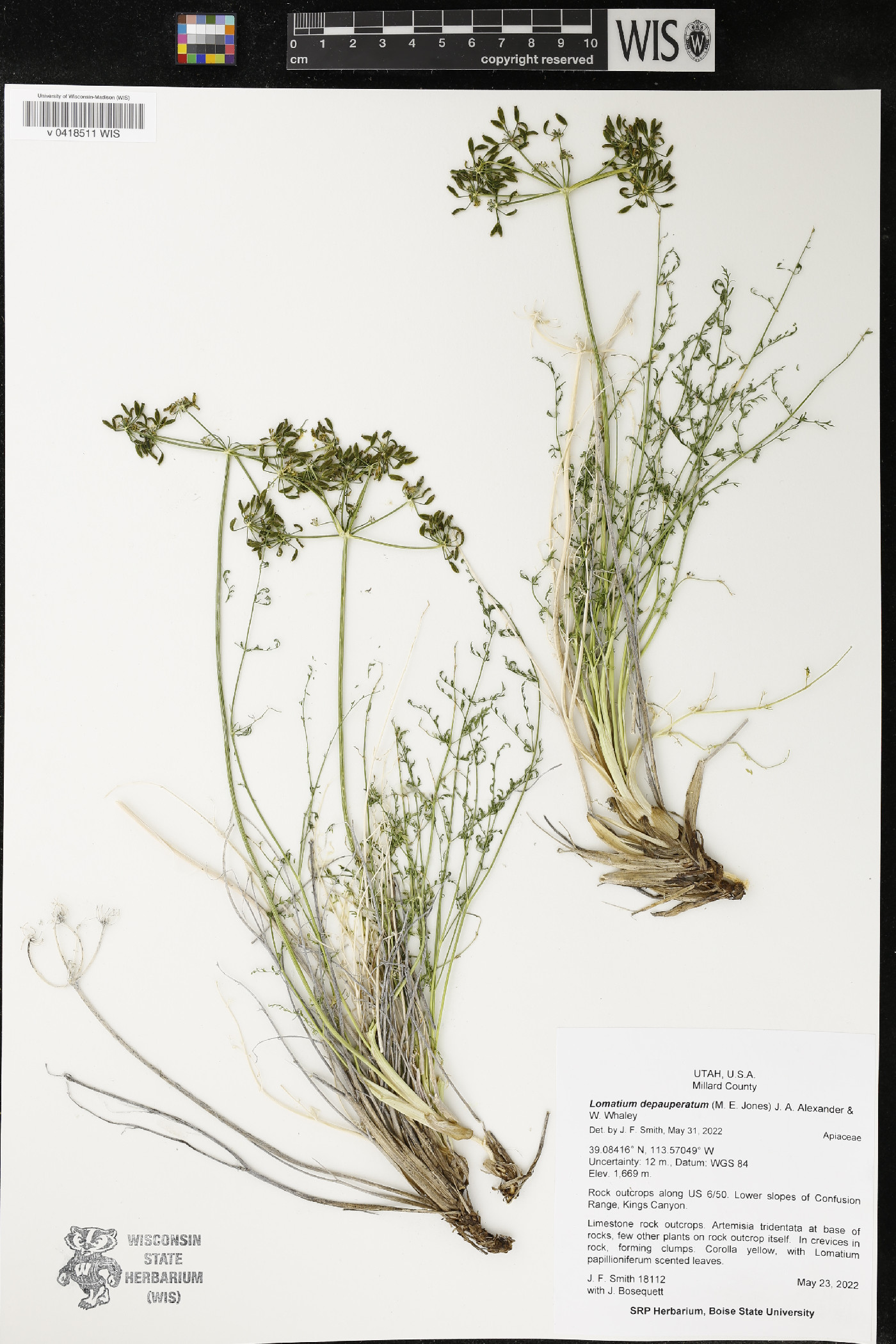 Lomatium depauperatum image