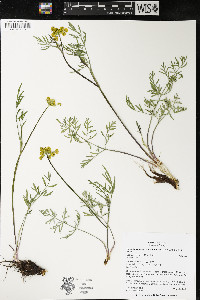 Pseudocymopterus montanus image