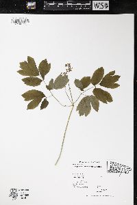 Caulophyllum thalictroides image