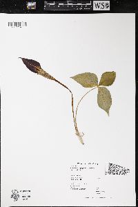 Arisaema triphyllum subsp. triphyllum image