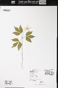 Anemone quinquefolia var. quinquefolia image