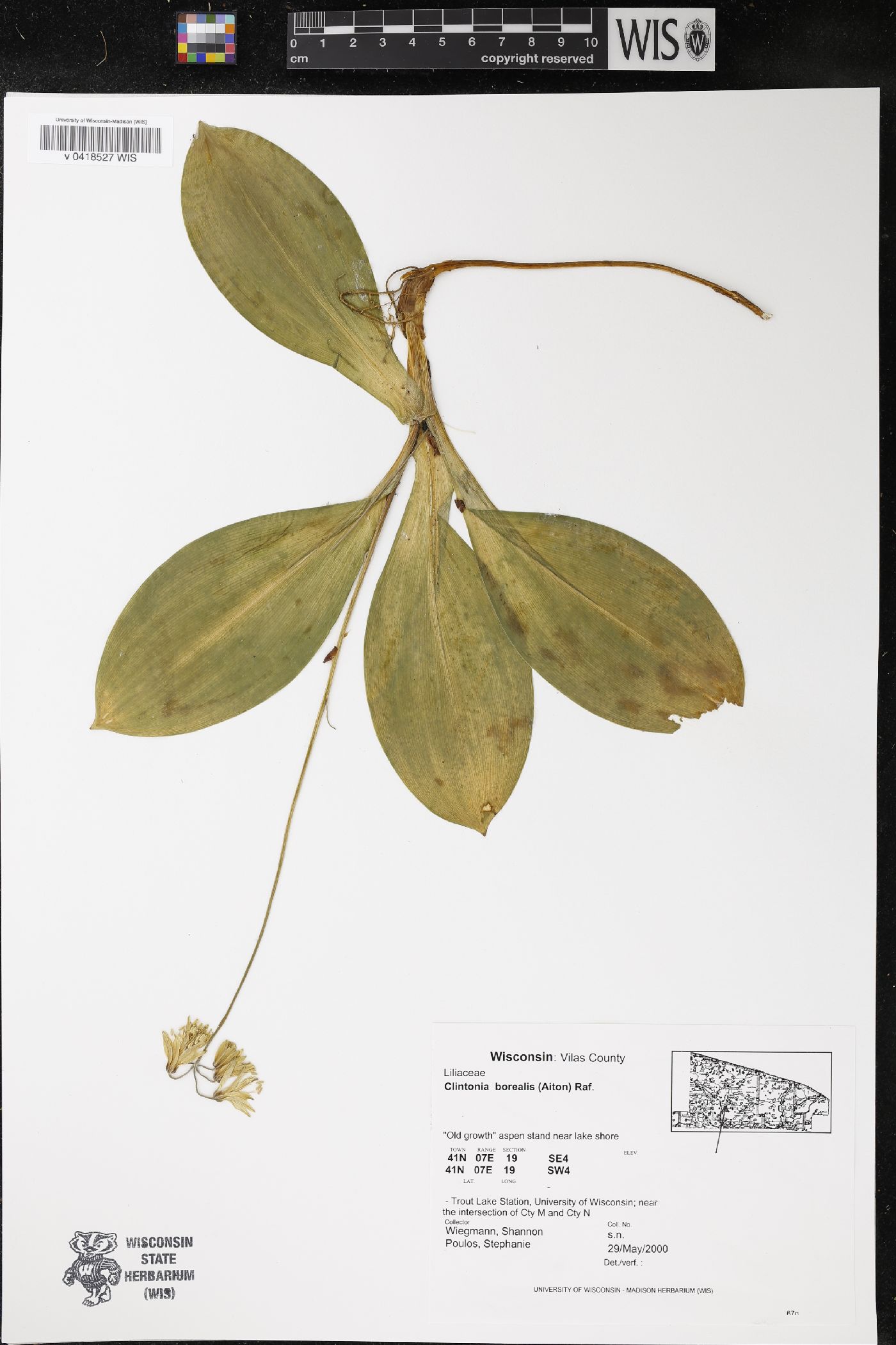 Clintonia borealis image