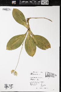 Clintonia borealis image