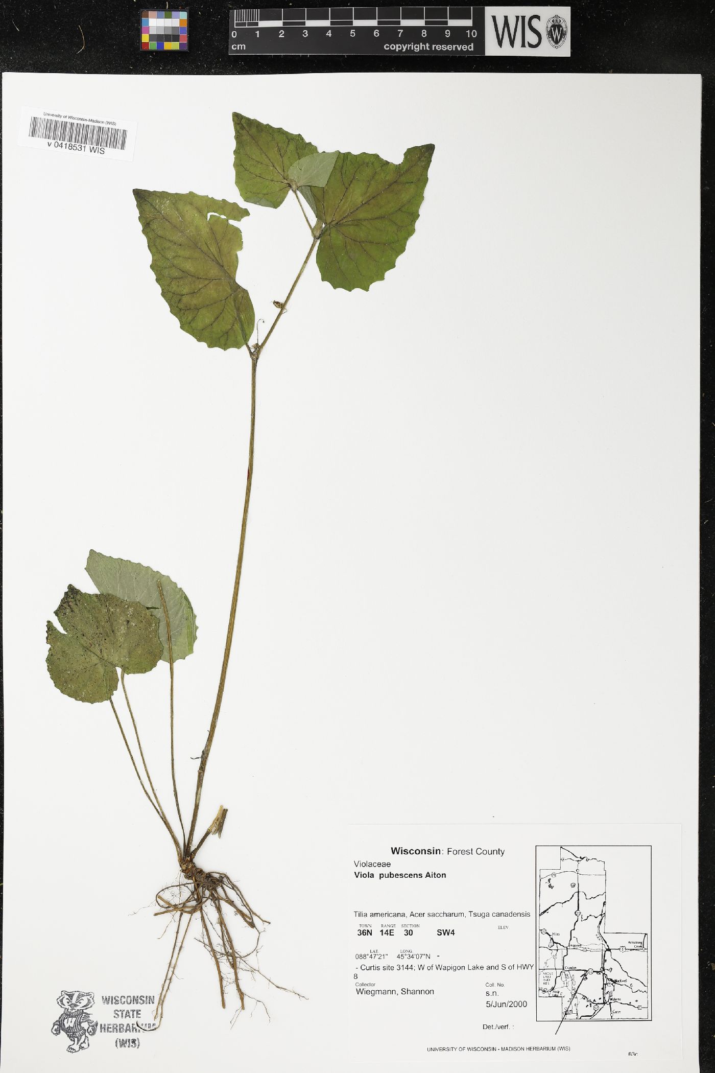 Viola pubescens image