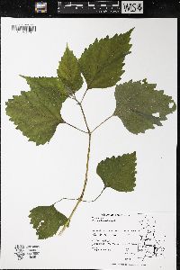 Phryma leptostachya image