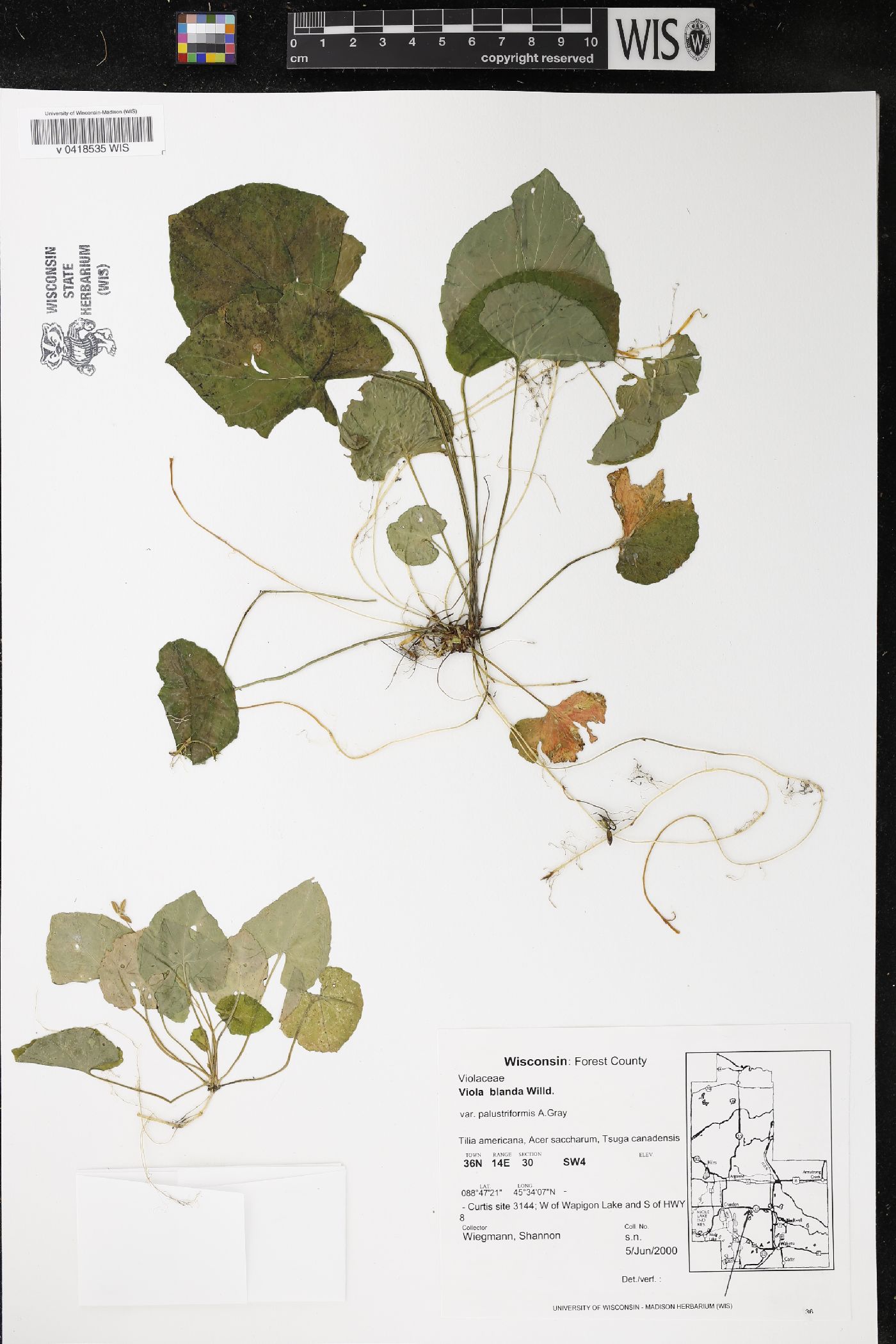 Viola blanda image