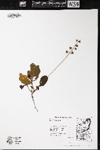 Pyrola elliptica image