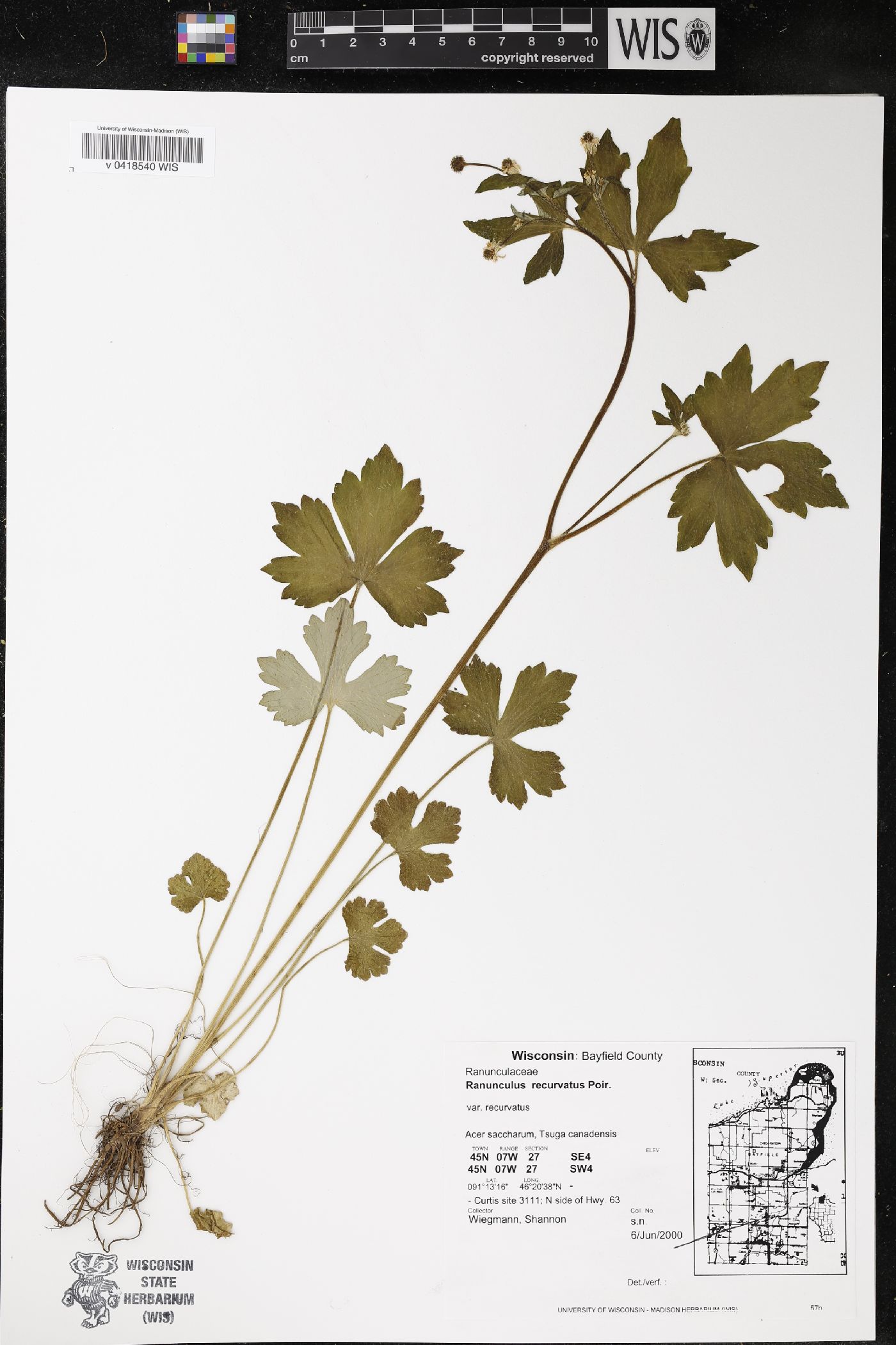 Ranunculus recurvatus image