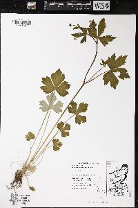 Ranunculus recurvatus var. recurvatus image