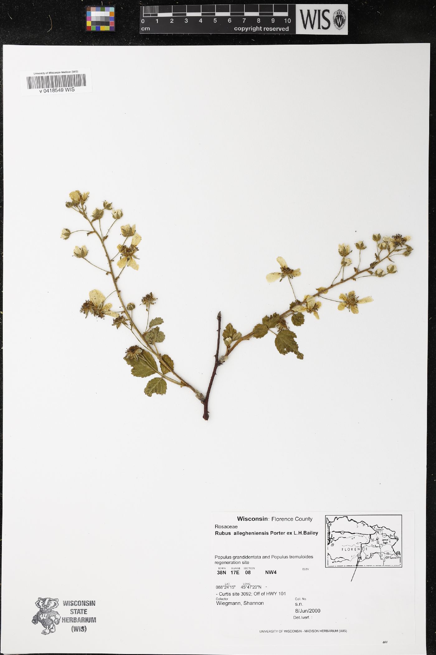 Rubus allegheniensis image
