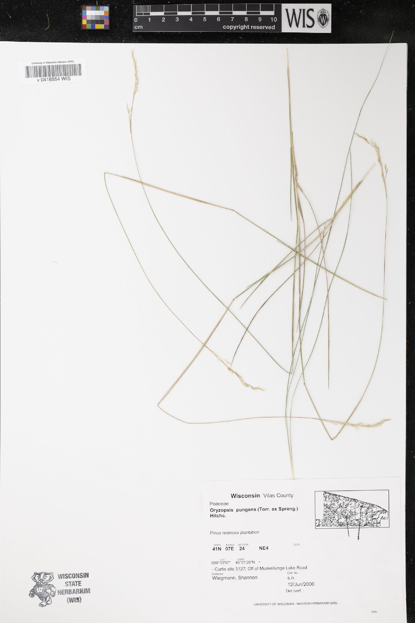 Piptatheropsis pungens image