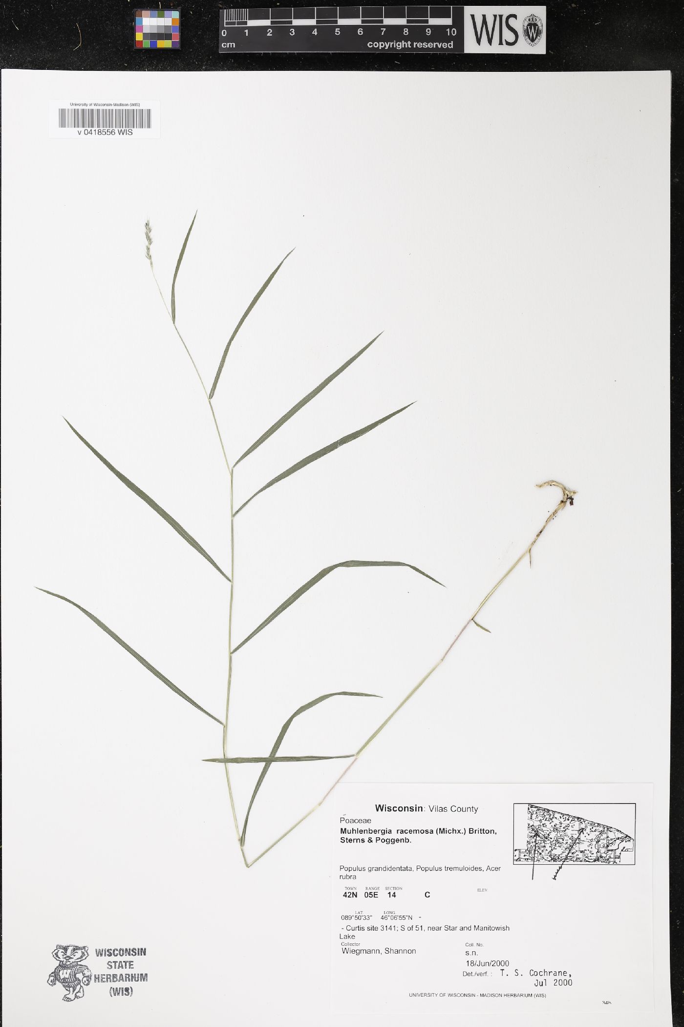 Muhlenbergia racemosa image