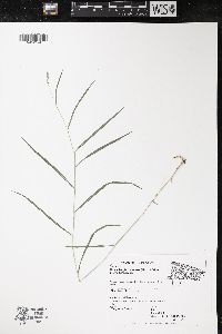 Muhlenbergia racemosa image