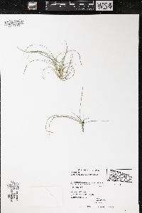 Carex tonsa image