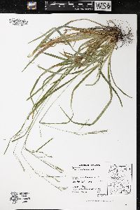 Carex arctata image