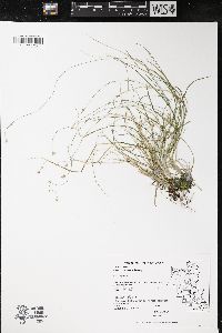 Carex trisperma image