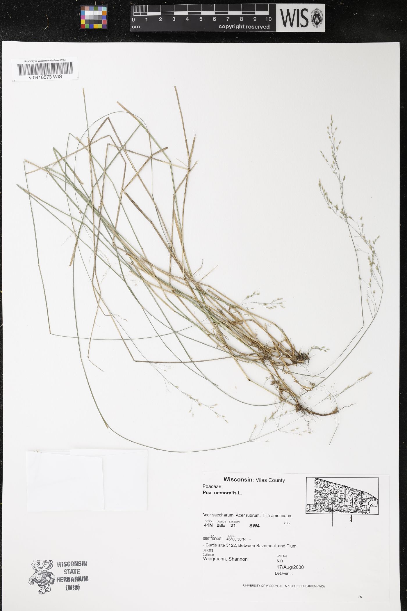 Poa nemoralis image