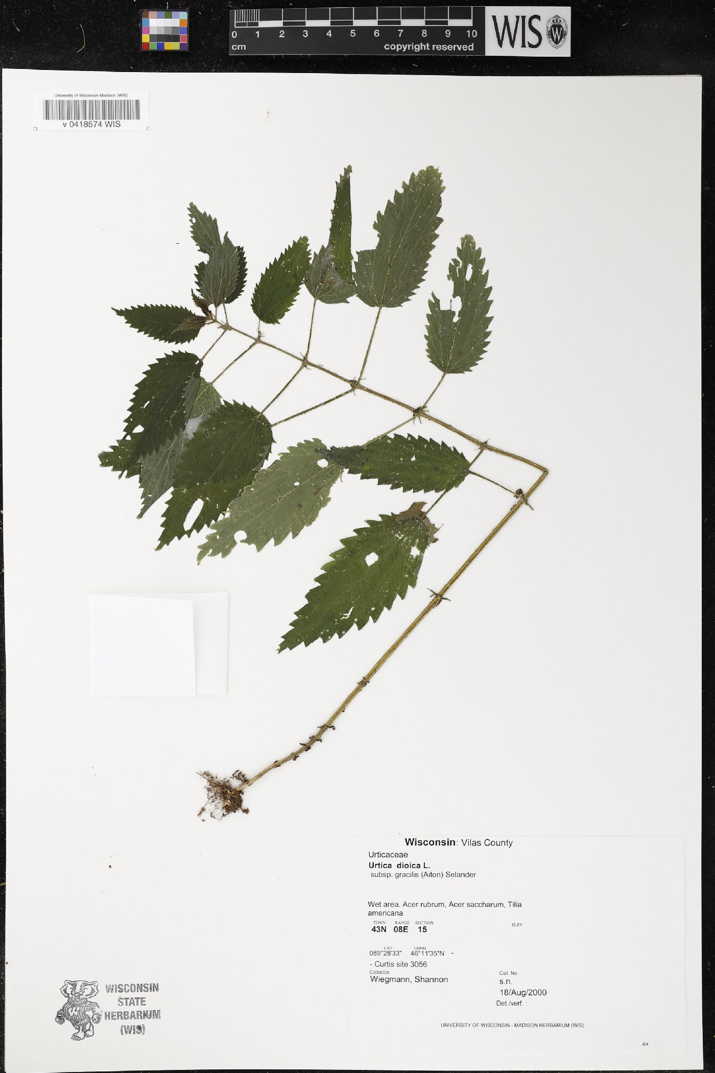Urtica dioica image