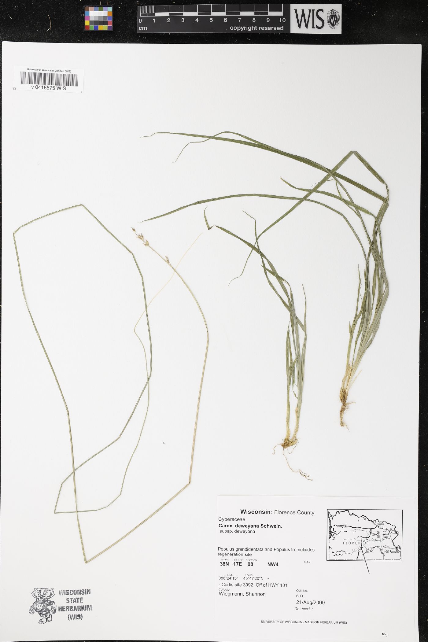 Carex deweyana subsp. deweyana image
