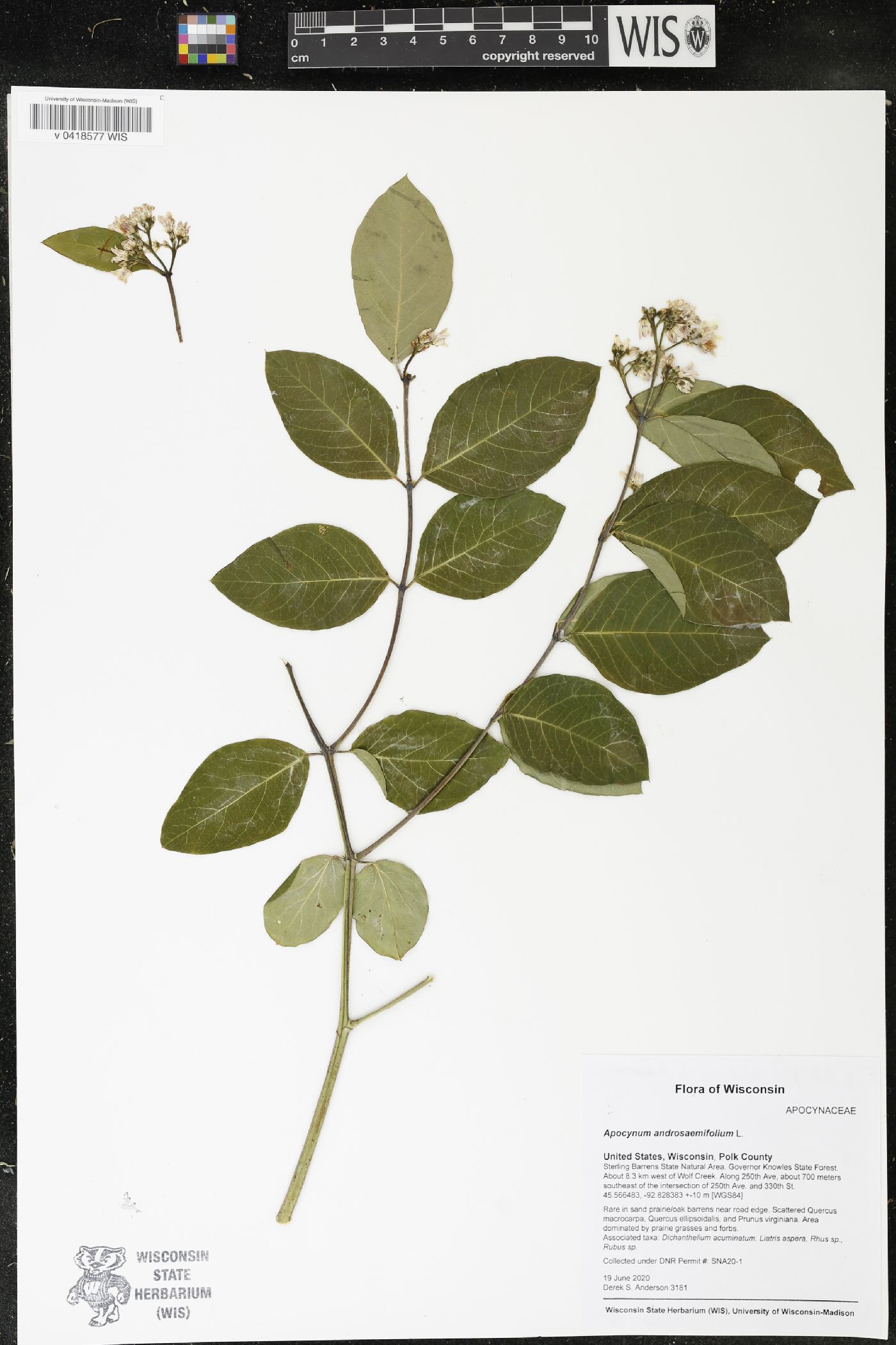 Apocynum androsaemifolium image