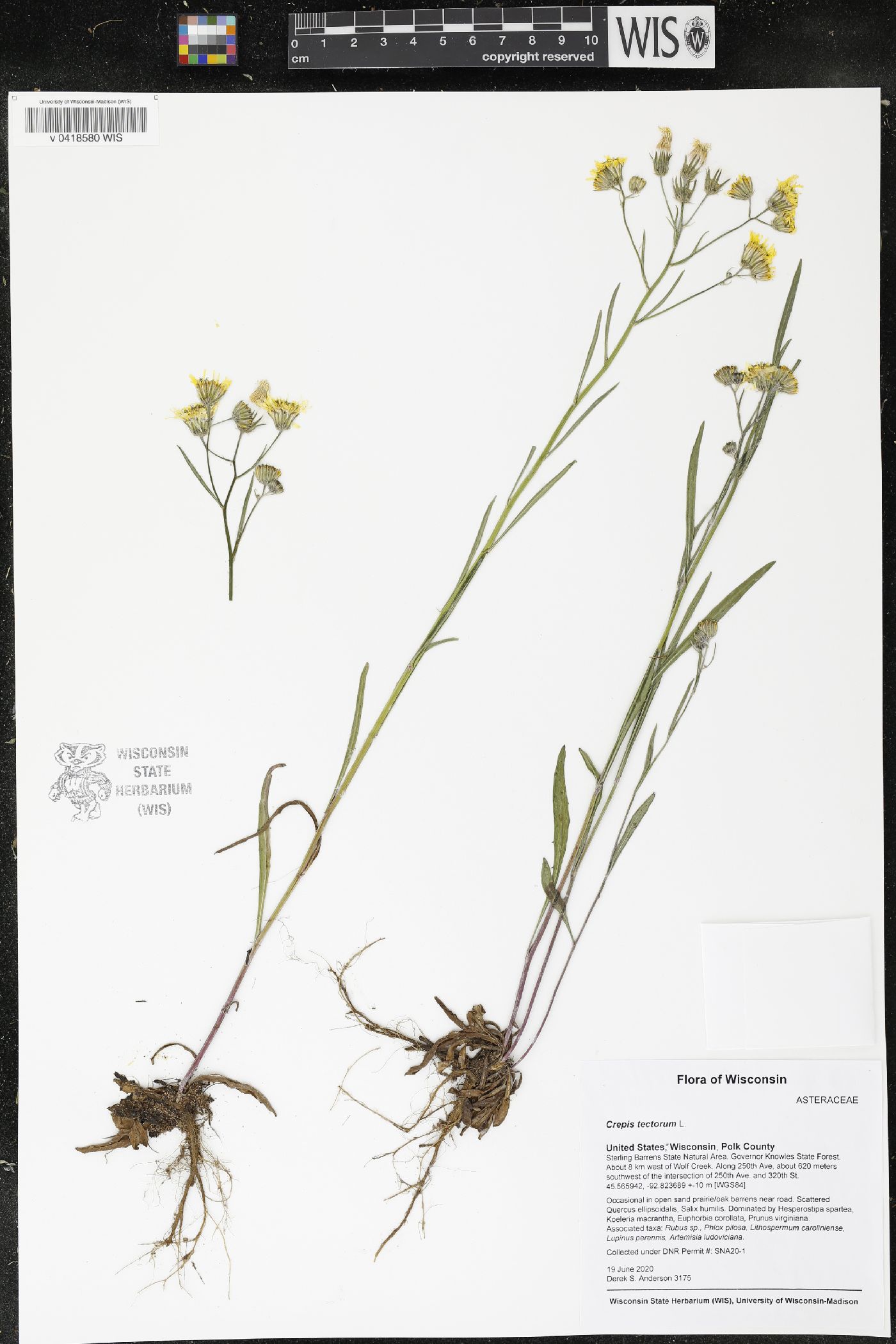 Crepis tectorum image