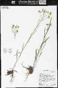 Crepis tectorum image