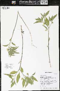 Physalis virginiana image