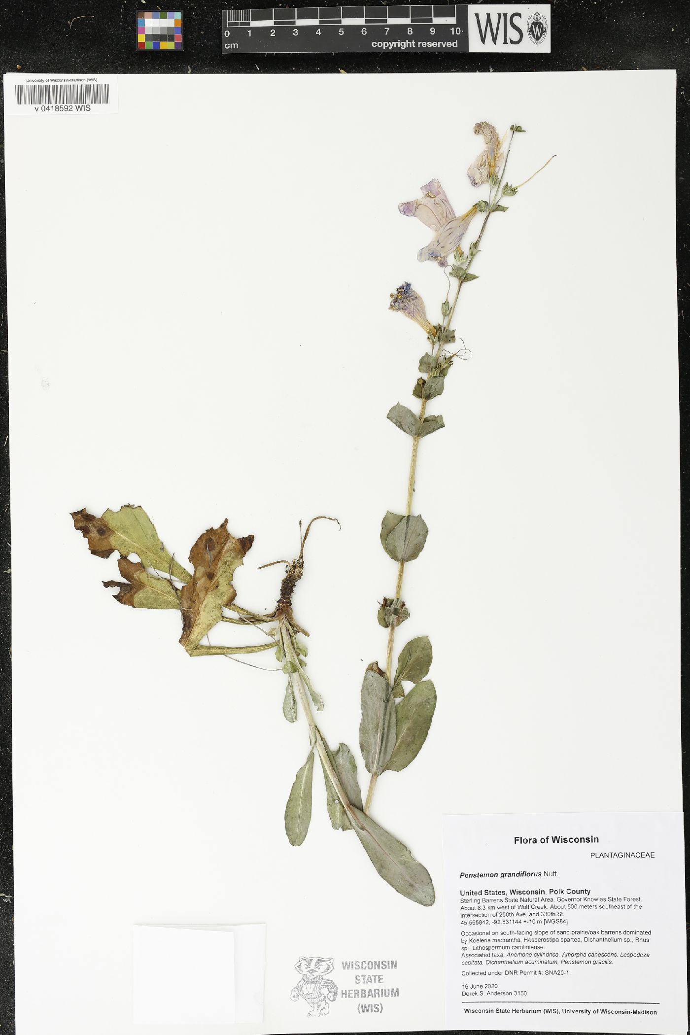 Penstemon grandiflorus image