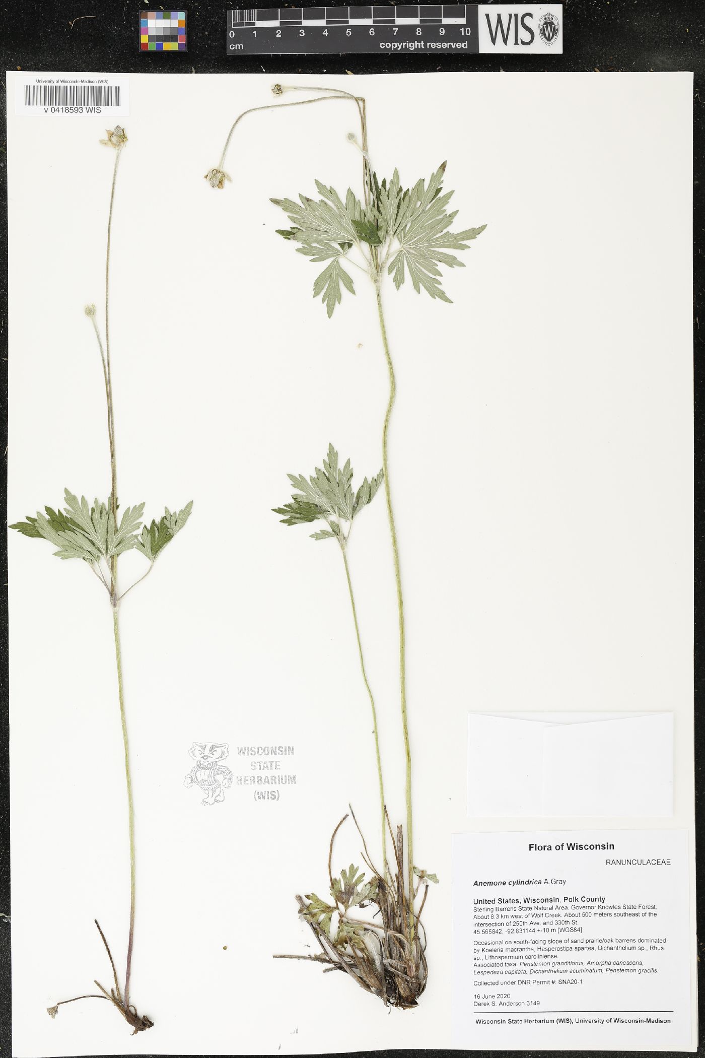 Anemone cylindrica image