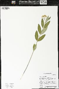 Asclepias ovalifolia image