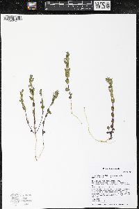 Scutellaria parvula image