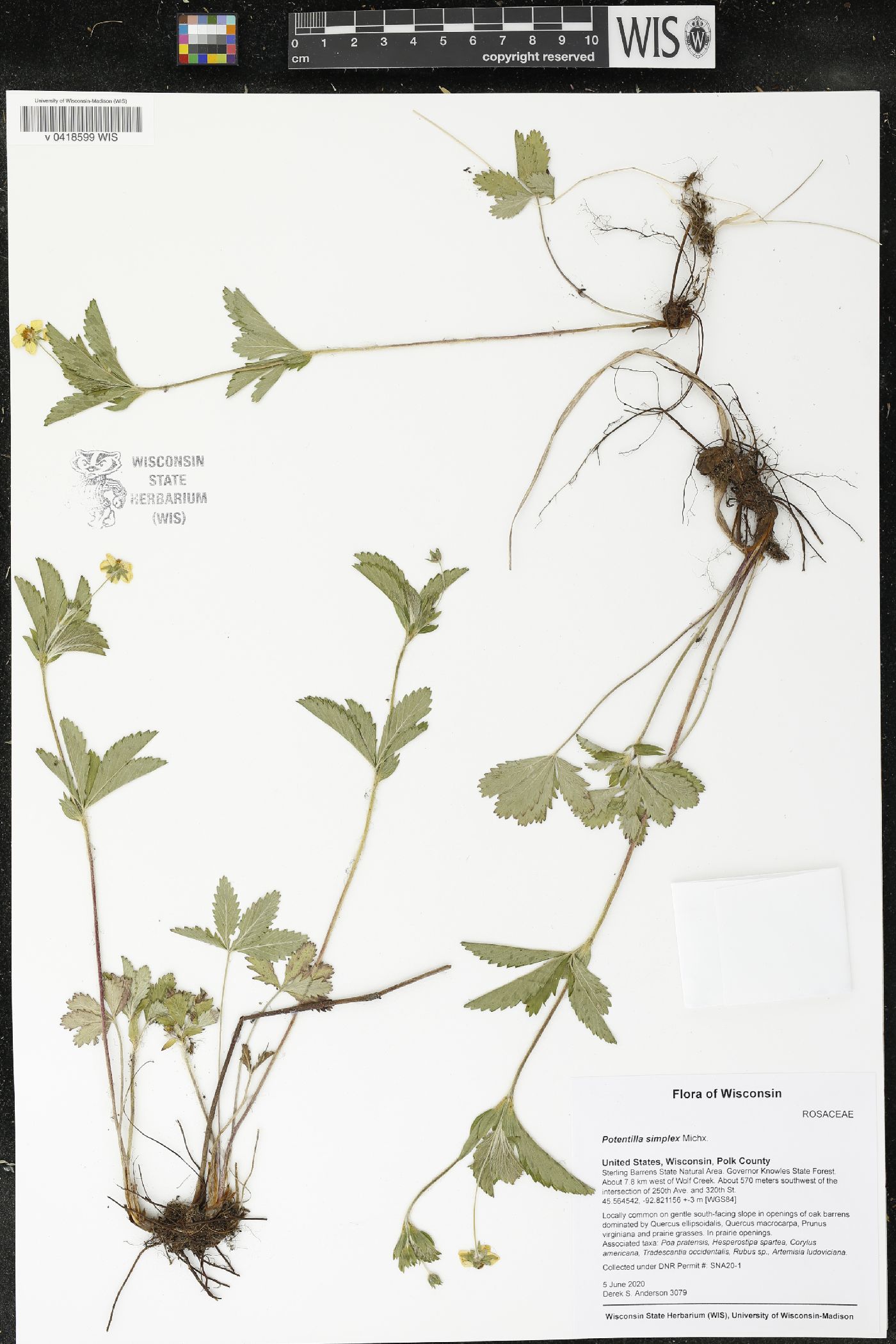 Potentilla simplex image
