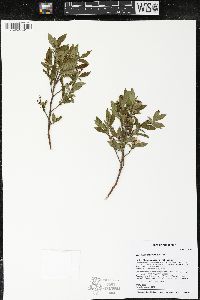 Vaccinium angustifolium image