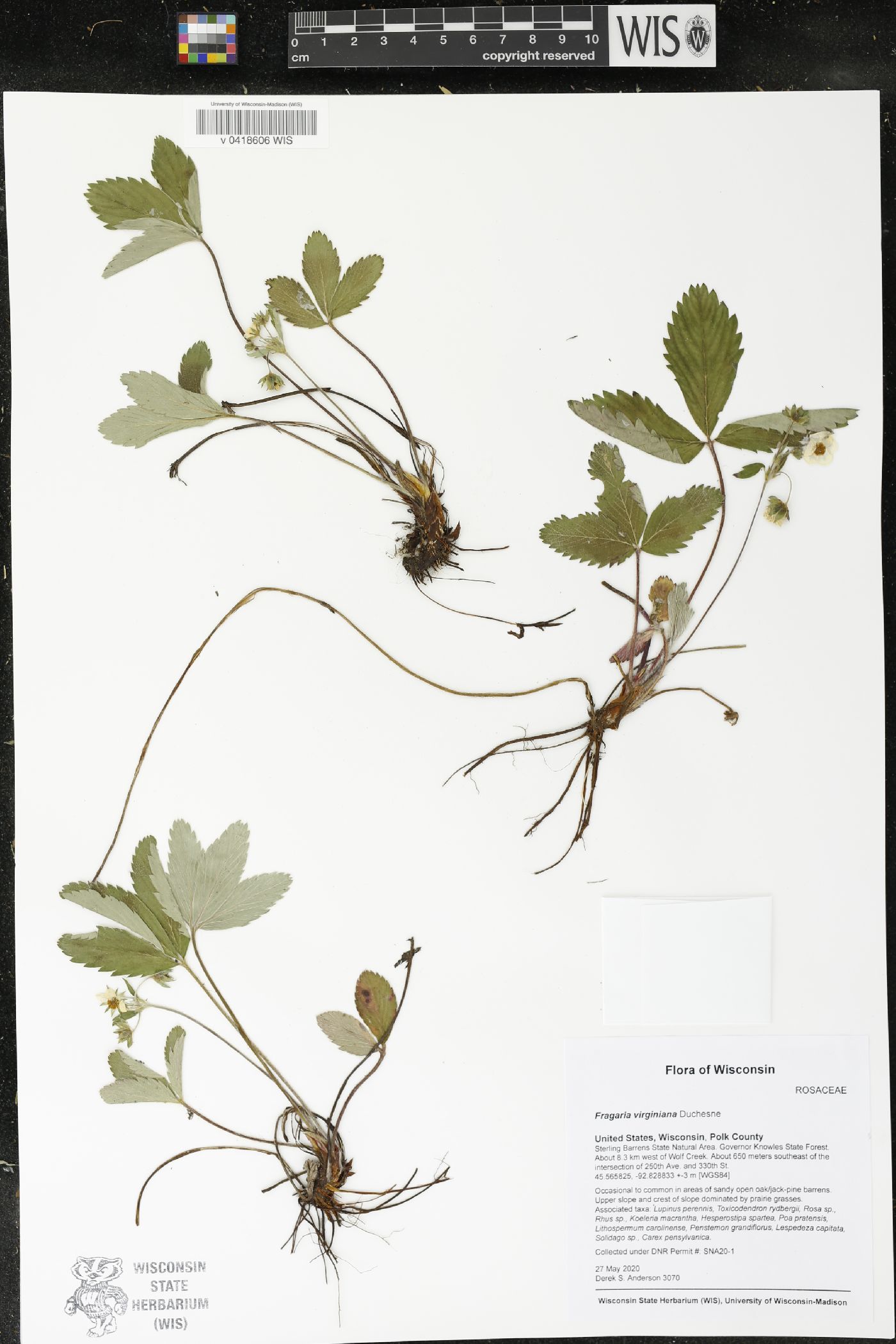 Fragaria virginiana image