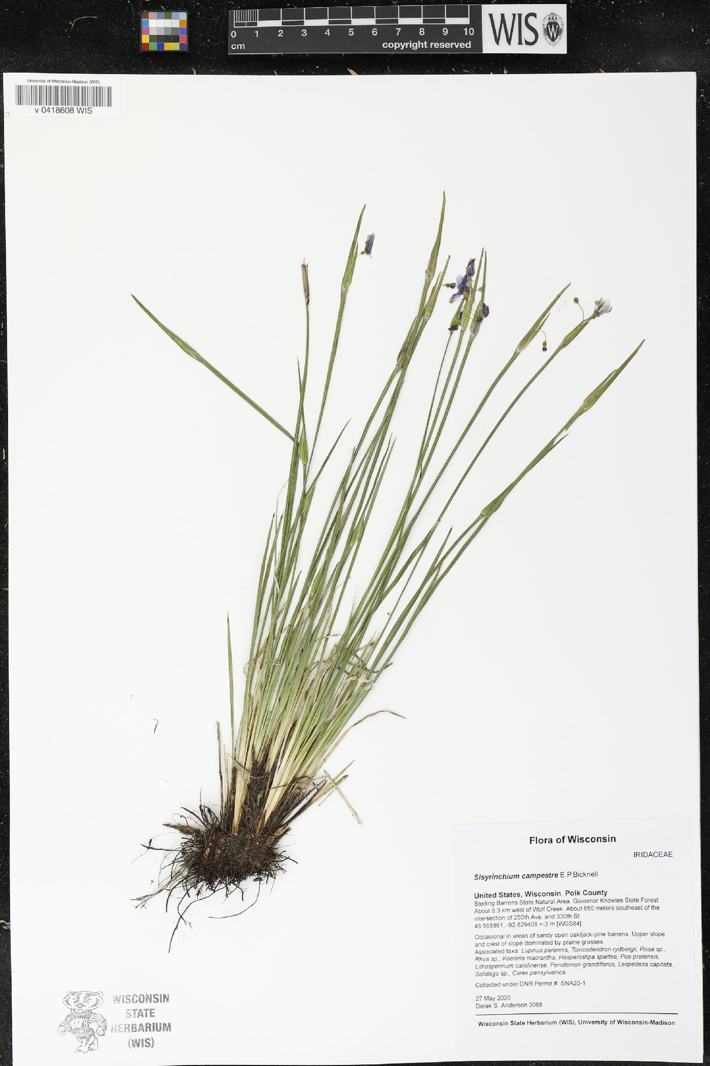 Sisyrinchium campestre image